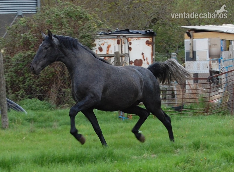Buena potra 2 años - Caballos Pura Raza Española (P.R.E.) PRE