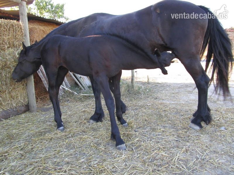 YEGUA FRISÓN EN VENTA in 