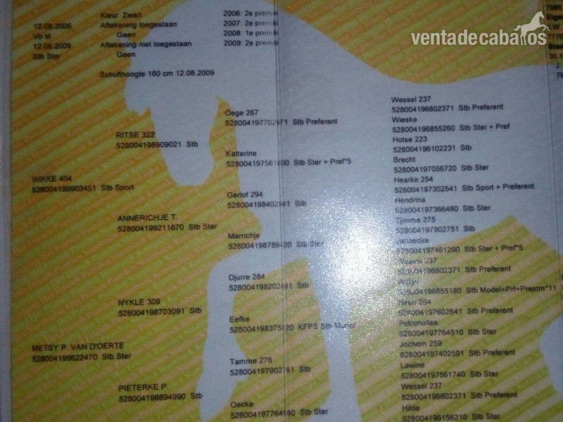 Yeguas - YEGUA FRISÓN EN VENTA in 