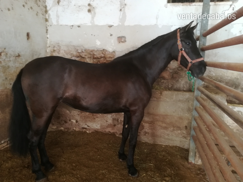 Venta de potra 36 meses pre in 