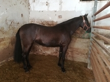Venta de potra 36 meses pre