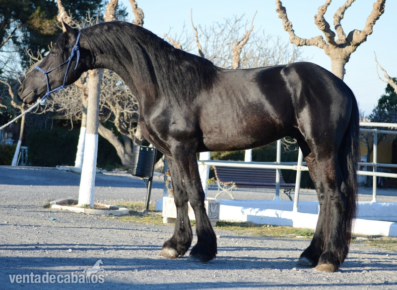 Frisones en venta in 