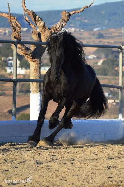Frisón