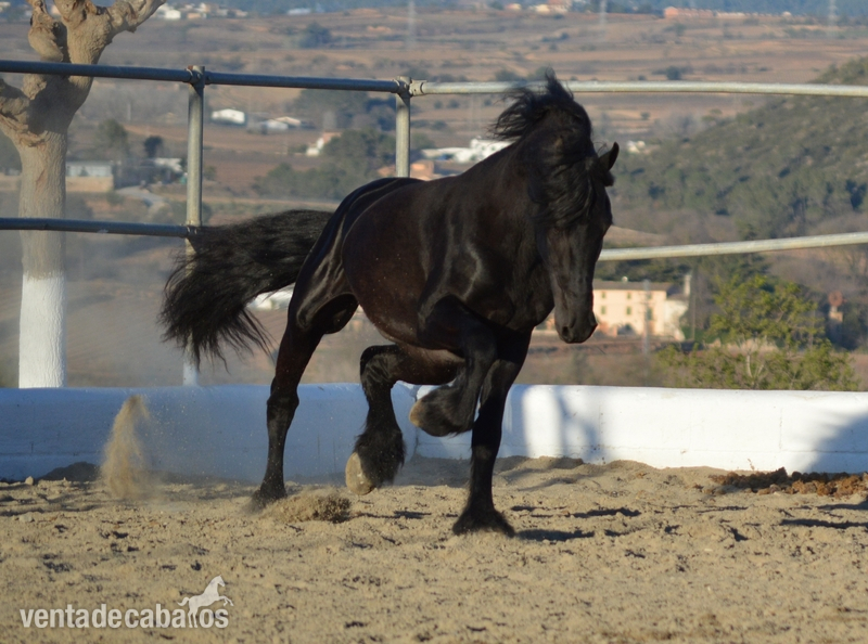 Caballos Enteros Frisón - Frisones en venta