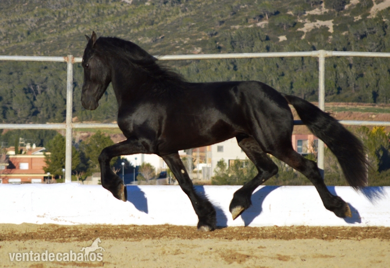 Frisones en venta - Caballos Enteros Frisón