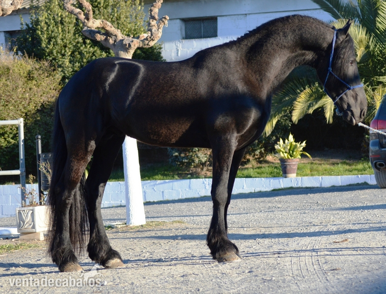 Frisones en venta - Caballos Enteros