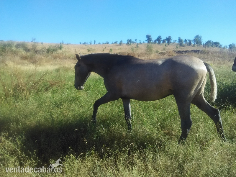 PRE/lusitano