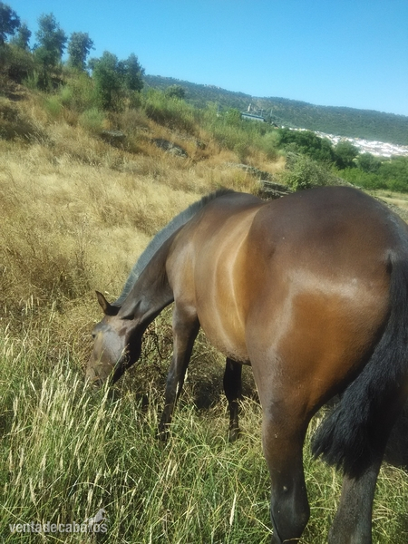 PRE/lusitano {TYPE}