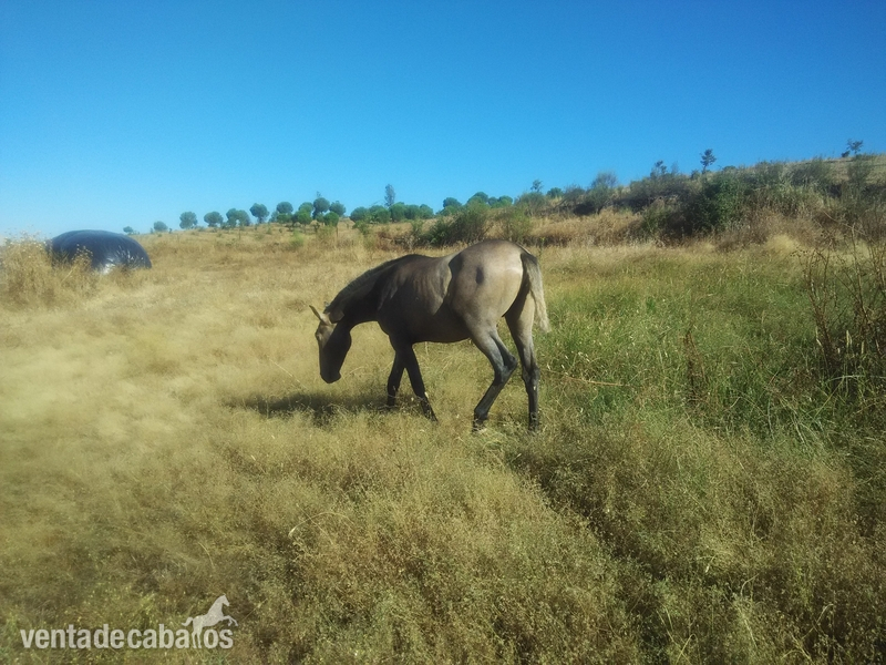 Potros PRE/lusitano - Venta de potros