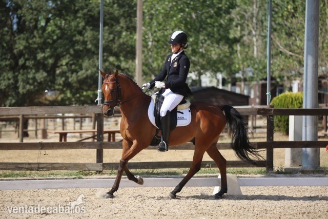 Arabe {TYPE}
