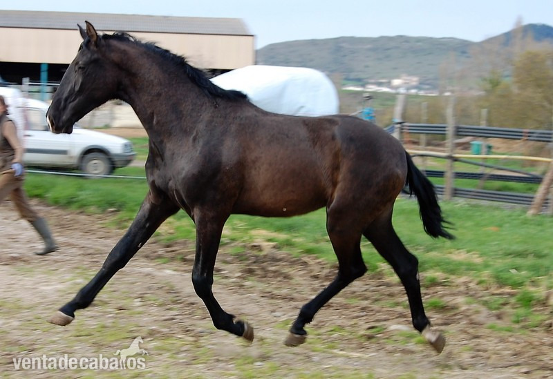 Potro negro  2 años PRE in 
