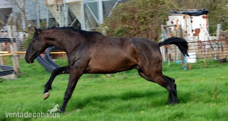 Caballos Pura Raza Española (P.R.E.) PRE - Potro negro  2 años PRE