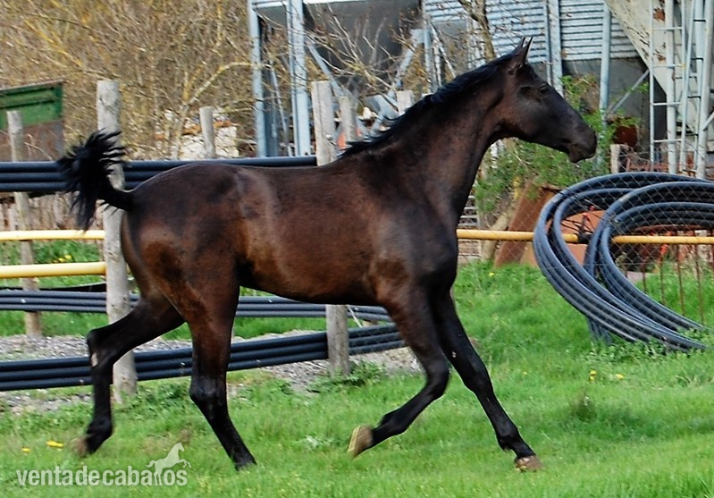 Potro negro  2 años PRE - Caballos Pura Raza Española (P.R.E.) PRE
