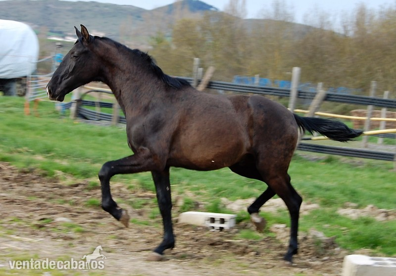Potro negro  2 años PRE - PRE