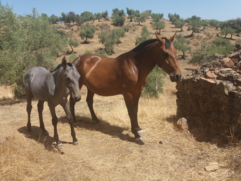 Española {TYPE}