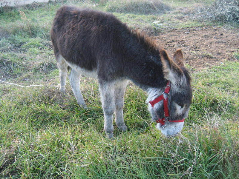 zamorana