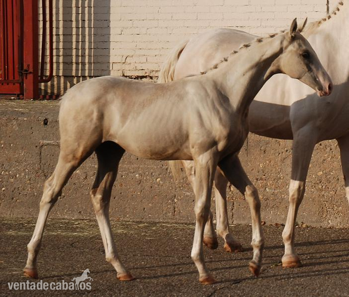 Caballo de Deporte Español (CDE)