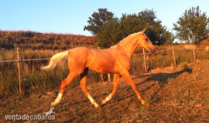 Caballo de Deporte Español (CDE) {TYPE}