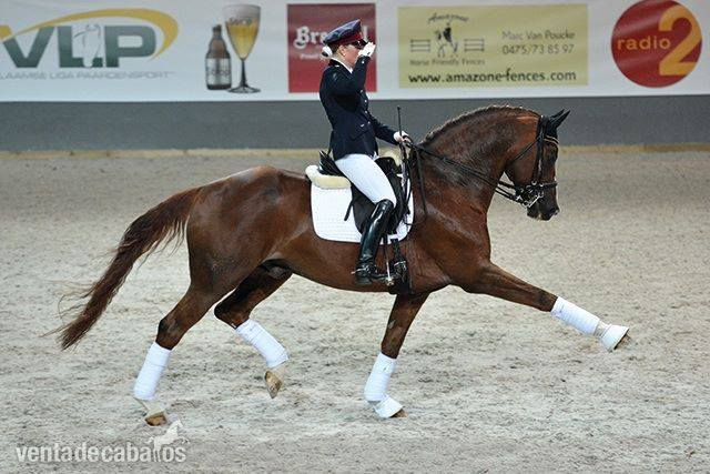 Potros Caballo de Deporte Español (CDE) - Potros centroeuropeos diluidos hannoverianos