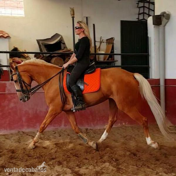 Potros centroeuropeos diluidos hannoverianos - Potros Caballo de Deporte Español (CDE)