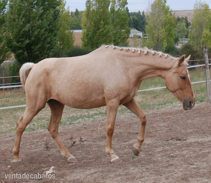 Potros centroeuropeos diluidos hannoverianos - Caballo de Deporte Español (CDE)