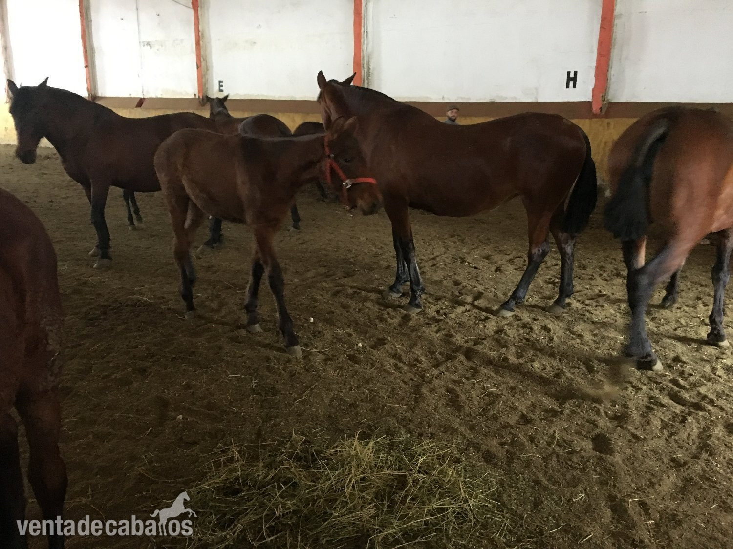 Caballos Pura Raza Española (P.R.E.) EMPTY - VENTA DE YEGUAS CATAÑAS P.R.E.