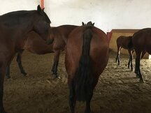 VENTA DE YEGUAS CATAÑAS P.R.E.