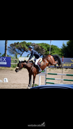 Jaras Breaker, Yegua de salto hija de Action Breaker x Flor de Jaras in 