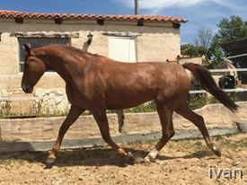 Centroeuropeos para deporte - Hannoveriano