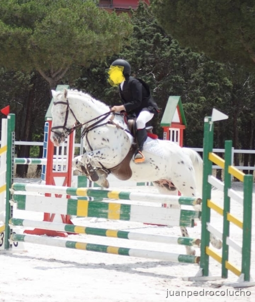 Pecas pony Appaloosa in 