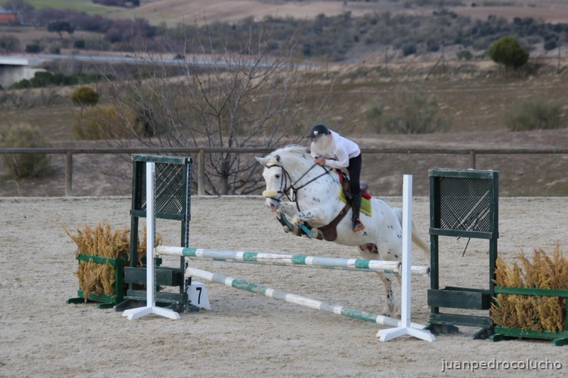 Appaloosa