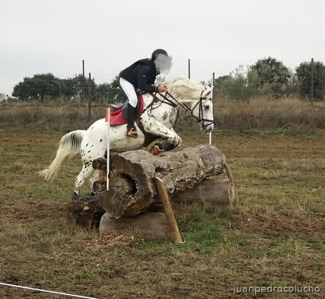 Appaloosa {TYPE}