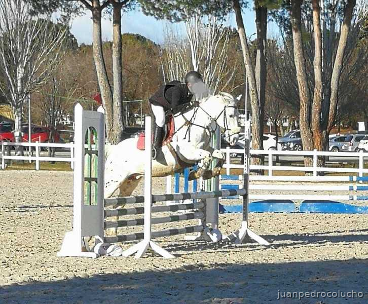 Caballos Capados Appaloosa - Pecas pony Appaloosa