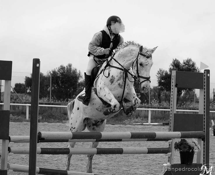 Pecas pony Appaloosa - Caballos Capados Appaloosa
