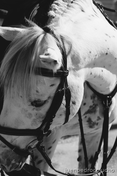 Pecas pony Appaloosa - Appaloosa