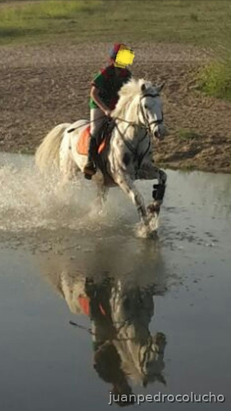 Pecas pony Appaloosa