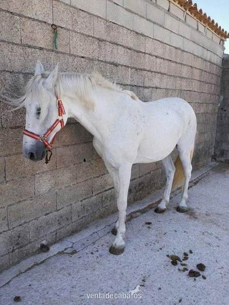 Se vende o cambio in 