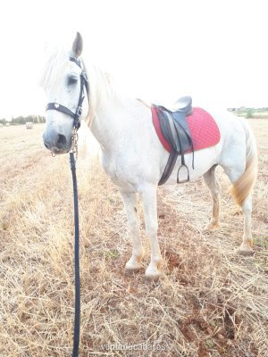 Mestizo PRE {TYPE}