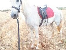 Se vende o cambio