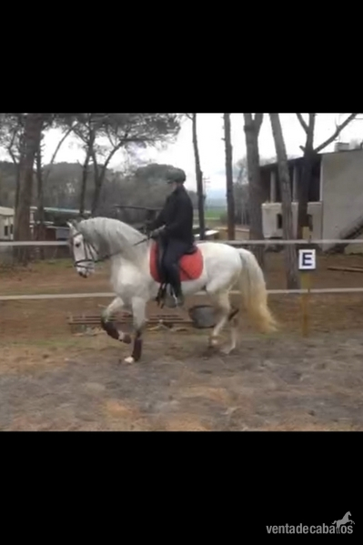VENDO CABALLO PRE in 