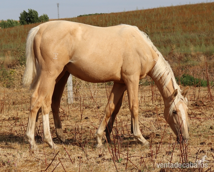Caballo de Deporte Español (CDE)