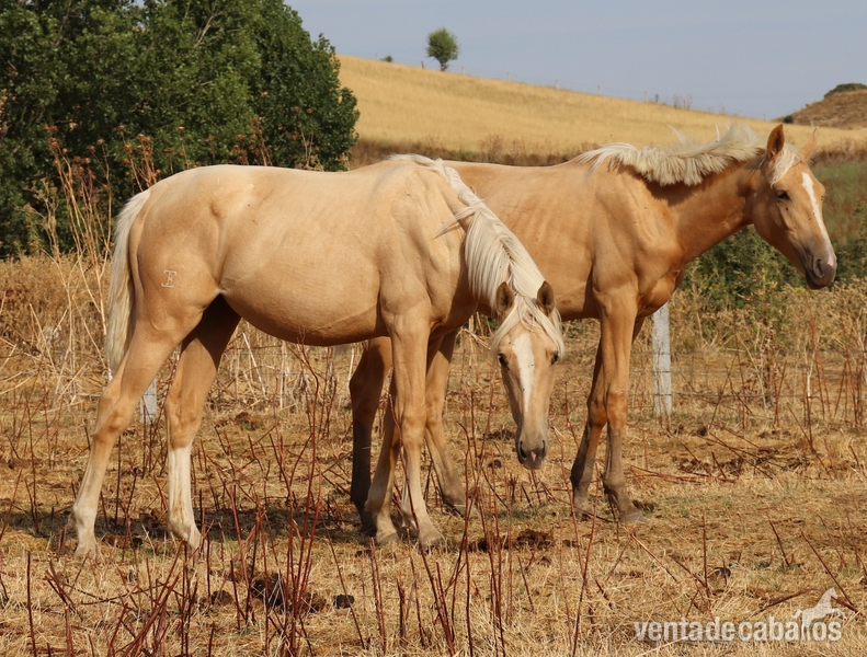 Potras Caballo de Deporte Español (CDE) - Potra de Deporte palomina origenes top