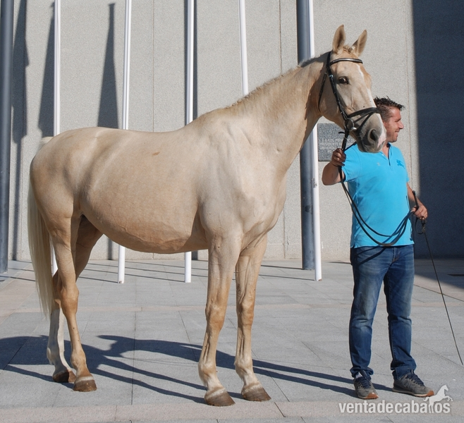 Potra de Deporte palomina origenes top - Potras Caballo de Deporte Español (CDE)