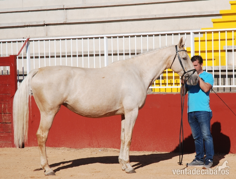 Potra de Deporte palomina origenes top - Caballo de Deporte Español (CDE)