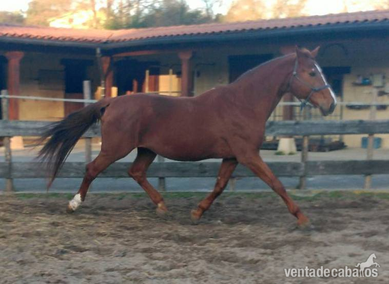 Potra de Deporte palomina origenes top - Potras