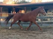 Potra de Deporte palomina origenes top