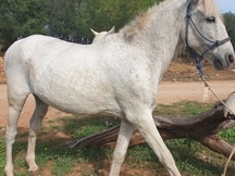 Se vende o cambio