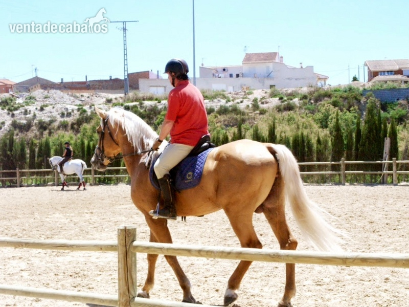 Caballo Palomino espectacular in 