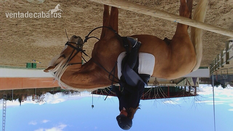 Caballos Enteros Wielkopolski - Caballo Palomino espectacular