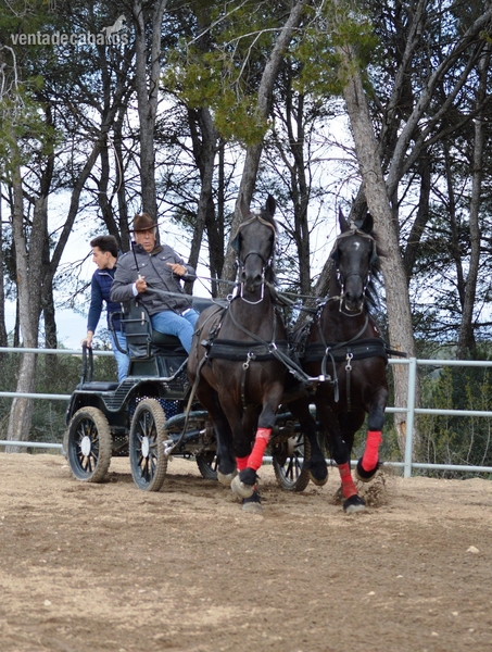 Yeguas Frisonas en Venta in 
